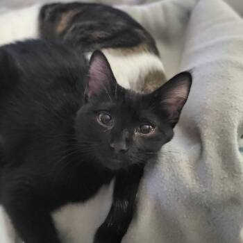 Domestic Short Hair Cats Available for Adoption - BeeGee | PetCurious