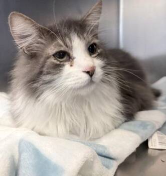 Tucker -  Domestic Short Hair Cat for Adoption in Ogdensburg, New York - Tucker | PetCurious