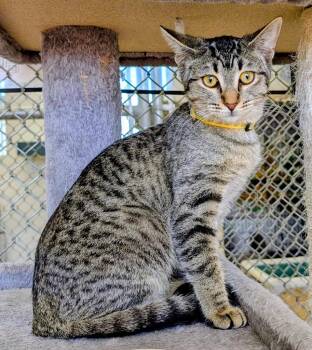 Domestic Short Hair Cats Available for Adoption - Finch | PetCurious