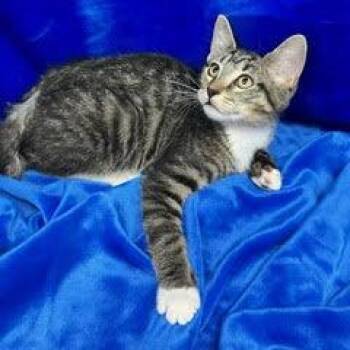 Wexford -  Tabby Cat for Adoption in Green Valley, Arizona - Wexford | PetCurious