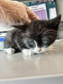 Steve -  Domestic Long Hair Cat for Adoption in Salt Lake City, Utah - Steve | PetCurious