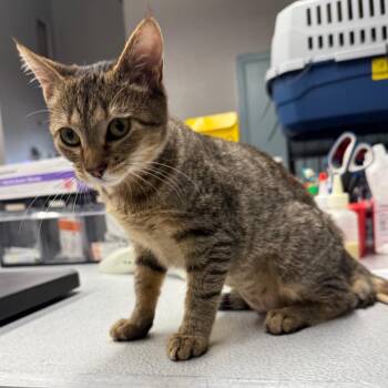 Denise -  Domestic Short Hair Cat for Adoption in Spokane, Washington - Denise | PetCurious