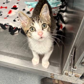 Pesto -  Domestic Short Hair Cat for Adoption in West Palm Beach, Florida - Pesto | PetCurious