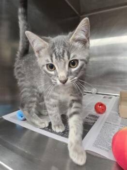Bingley -  Domestic Short Hair Cat for Adoption in Cleveland, Tennessee - Bingley | PetCurious