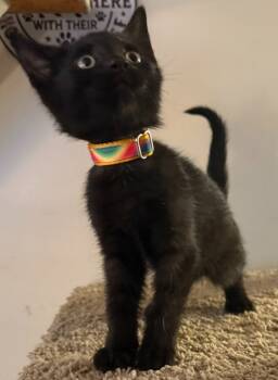 Rescue Domestic Short Hair Cats for Adoption in Parkville, Maryland - Christopher Moltisanti | PetCurious