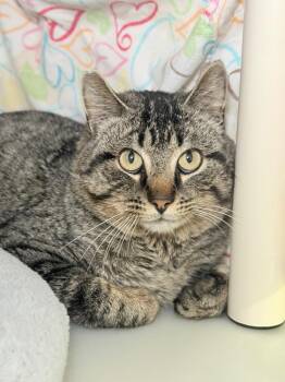 Domestic Short Hair Cats Available for Adoption - Van Gogh | PetCurious