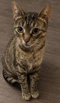 Corleone -  Domestic Short Hair and Tabby Cat for Adoption in Homer Glen, Illinois - Corleone | PetCurious