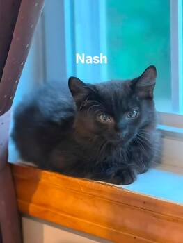 Nash -  Domestic Medium Hair Cat for Adoption in Chicopee, Massachusetts - Nash | PetCurious
