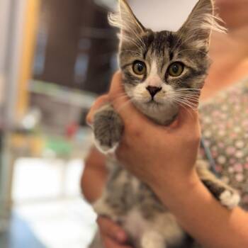 Lola -  Domestic Medium Hair Cat for Adoption in Chico, California - Lola | PetCurious