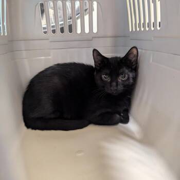 Sriracha -  Domestic Short Hair Cat for Adoption in Charlottesville, Virginia - Sriracha | PetCurious