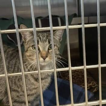 Prairie -  Domestic Short Hair Cat for Adoption in Attleboro, Massachusetts - Prairie | PetCurious