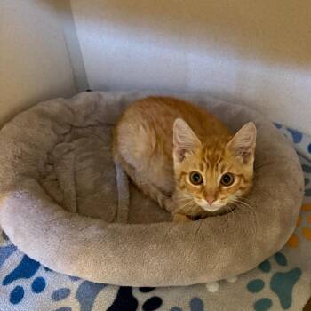 Burning Man -  Domestic Short Hair Cat for Adoption in Rifle, Colorado - Burning Man | PetCurious