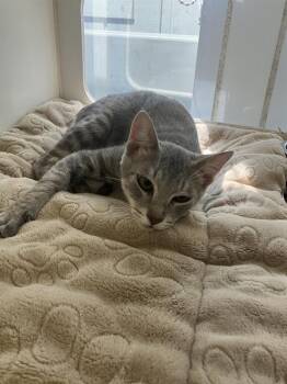 Domestic Short Hair Cats Available for Adoption in Long Beach, California - MARIO | PetCurious
