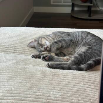 Silver C70586 -  Domestic Short Hair Cat for Adoption in Minnetonka, Minnesota - Silver C70586 | PetCurious
