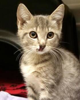 Domestic Short Hair Cats Available for Adoption in Fishers, Indiana - Marilyn Monroe | PetCurious
