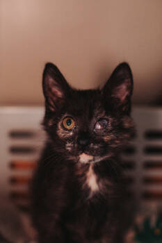 Rescue Domestic Short Hair Cats for Adoption in North Charleston, South Carolina - 87554a - Mare | PetCurious