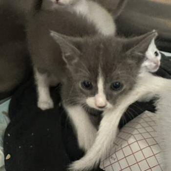 Dream -  Domestic Short Hair Cat for Adoption in Clearwater, Florida - Dream | PetCurious