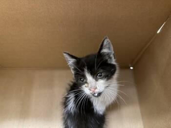 GRETA - NEEDS A FOSTER -  Domestic Short Hair Cat for Adoption in Ontario, California - GRETA - NEEDS A FOSTER | PetCurious