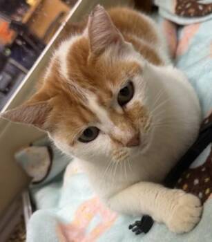 Carve -  Domestic Medium Hair and Domestic Short Hair Cat for Adoption in Chamblee, Georgia - Carve | PetCurious