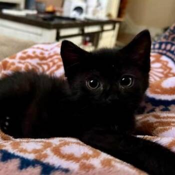 Poe -  Domestic Short Hair Cat for Adoption - Poe | PetCurious