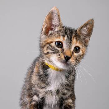 Petal -  Domestic Medium Hair Cat for Adoption in Pacific Grove, California - Petal | PetCurious