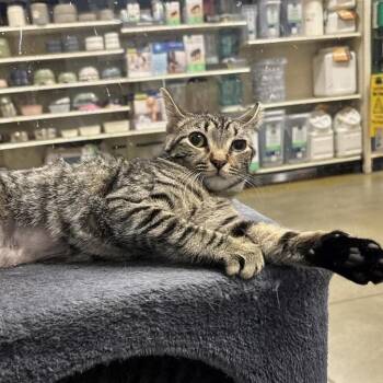 Sydney -  Domestic Short Hair Cat for Adoption in Maple Shade, New Jersey - Sydney | PetCurious