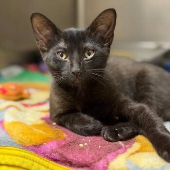 Elvis -  Domestic Short Hair Cat for Adoption in Fort Smith, Arkansas - Elvis | PetCurious