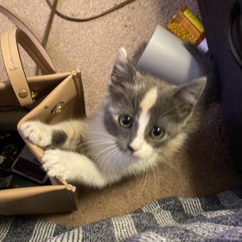 Lilly -  Domestic Short Hair Cat for Adoption in Columbia, Missouri - Lilly | PetCurious