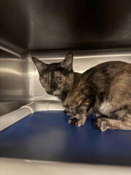 Tina Russo -  Domestic Short Hair Cat for Adoption in Honolulu, Hawaii - Tina Russo | PetCurious