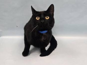 Portunus -  Domestic Short Hair Cat for Adoption in Minneapolis, Minnesota - Portunus | PetCurious