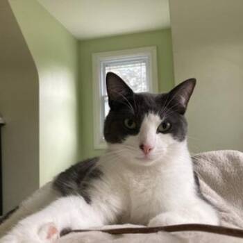 Rescue Domestic Short Hair Cats for Adoption in Ottawa, Ontario - Tango | PetCurious