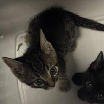 Alice -  Domestic Short Hair Cat for Adoption in Tempe, Arizona - Alice | PetCurious