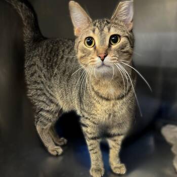 Harrison -  Domestic Short Hair Cat for Adoption in Springfield, Illinois - Harrison | PetCurious