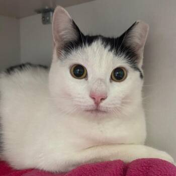 Domestic Short Hair Cats Available for Adoption - River | PetCurious