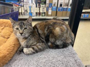 Domestic Short Hair Cats Available for Adoption - Cupcake | PetCurious