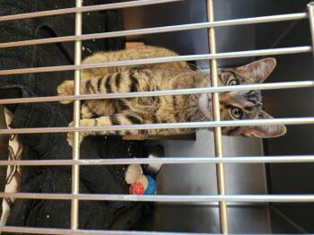 Rescue Domestic Short Hair Cats for Adoption in Marinette, Wisconsin - Sprinkles | PetCurious