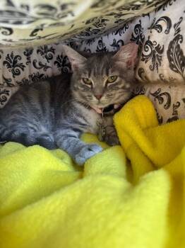 Rescue Domestic Short Hair Cats for Adoption - Echo | PetCurious