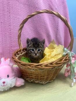 Domestic Short Hair Cats Available for Adoption - Blue  | PetCurious