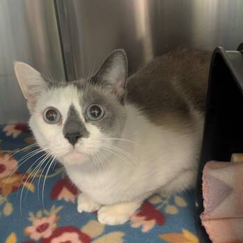 Bonnie -  Siamese Cat for Adoption in Emporia, Kansas - Bonnie | PetCurious