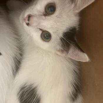 Royale -  Domestic Short Hair Cat for Adoption in Philadelphia, Pennsylvania - Royale | PetCurious
