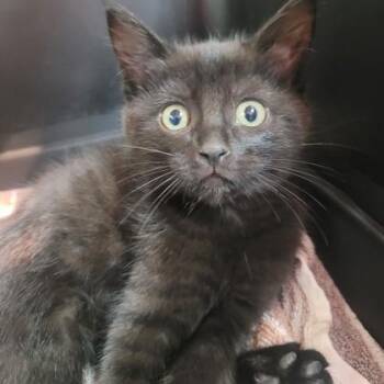 Domestic Short Hair Cats Available for Adoption in Memphis, Tennessee - Denise | PetCurious
