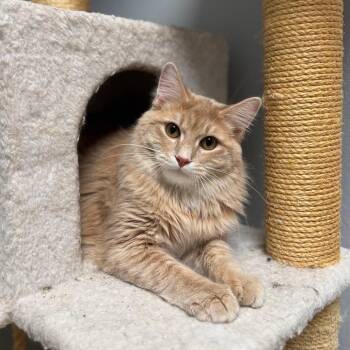 Domestic Long Hair Cats Available for Adoption - Mapleton--In Foster | PetCurious