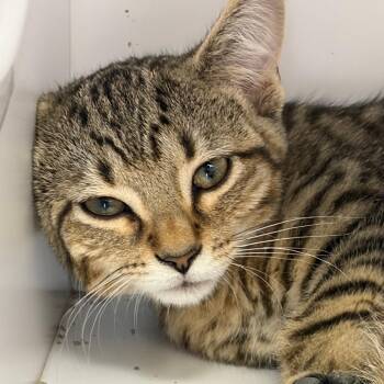Orville -  Domestic Short Hair Cat for Adoption in Dayton, Ohio - Orville | PetCurious