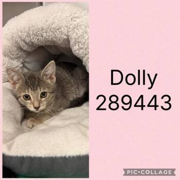 DOLLY -  Domestic Short Hair Cat for Adoption in Macon, Georgia - DOLLY | PetCurious