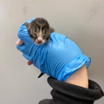 Domestic Short Hair Cats Available for Adoption in Columbiana, Alabama - Nightcrawler | PetCurious