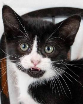 Domestic Short Hair and Tuxedo Cats Available for Adoption in Kennesaw, Georgia - Groucho | PetCurious
