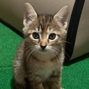 Domestic Short Hair Cats Available for Adoption in Folsom, Louisiana - Margo | PetCurious