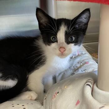 Cotton Ball -  Domestic Short Hair Cat for Adoption in Enfield, New Hampshire - Cotton Ball | PetCurious
