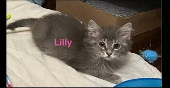 Lilly -  Domestic Short Hair Cat for Adoption in Chalfont, Pennsylvania - Lilly | PetCurious