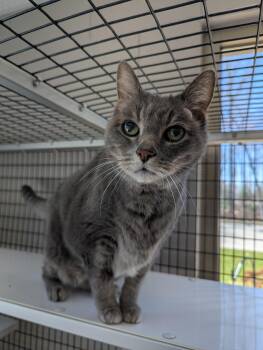 Domestic Short Hair Cats Available for Adoption in Oconto, Wisconsin - Ziggy | PetCurious